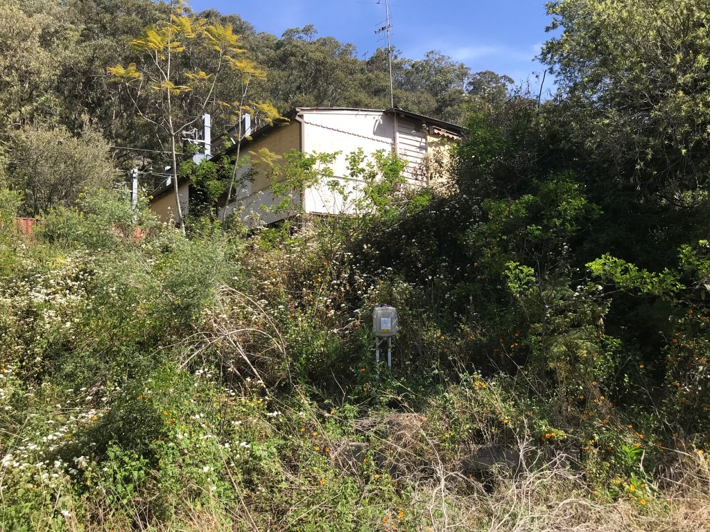 An abandoned house surrounded by overgrown vegetation and wildflowers in a rural setting.