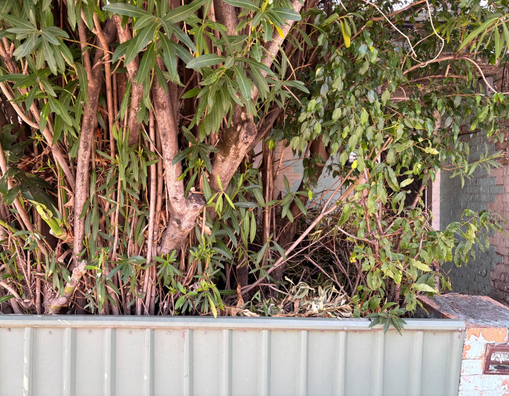 Dense foliage with a mix of thick branches and green leaves growing out of a metal container.
