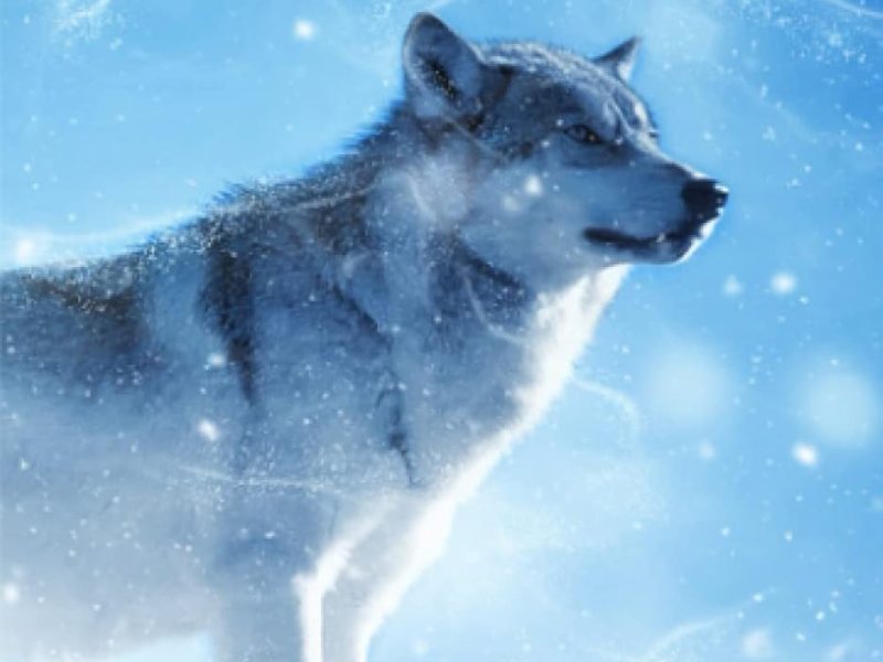 The call of the&nbsp;wild