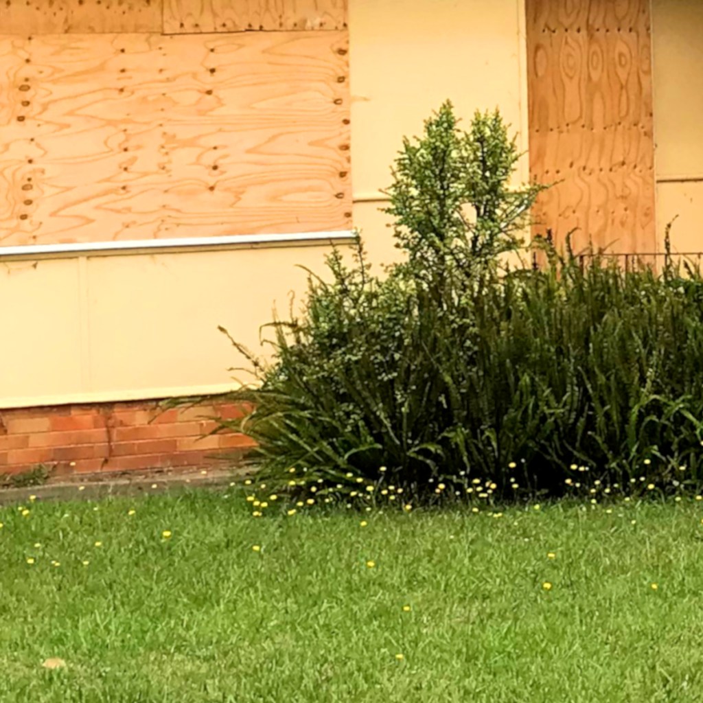 A bush with small yellow flowers in front of a building with boarded-up windows.